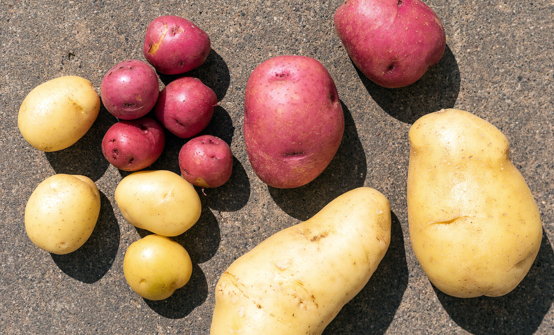 Campbell Farms potatoes
